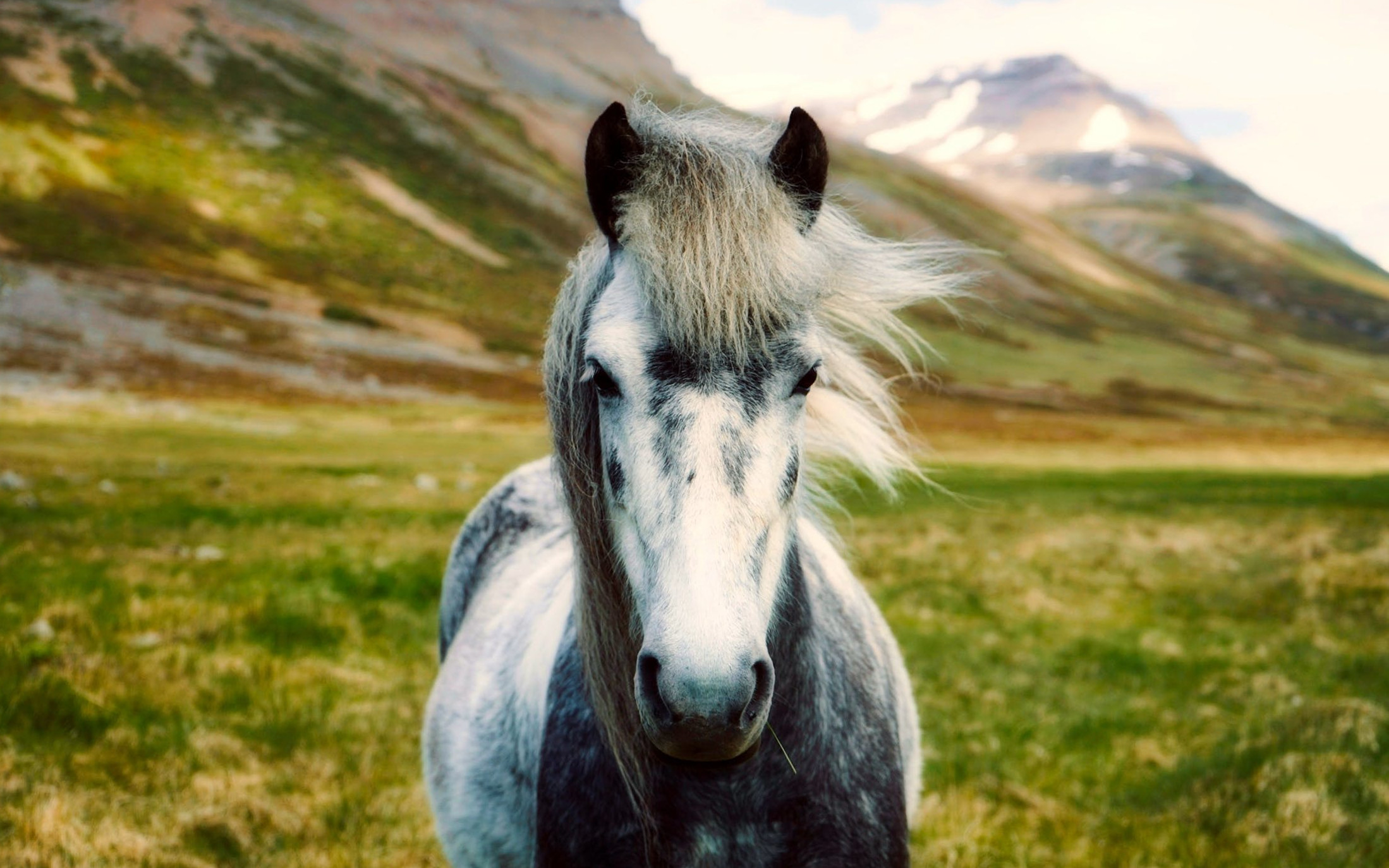 Divlji konj as an inspiration for MYP2 students