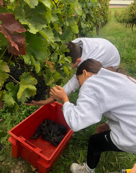 Grape-Picking Field Trip to Marija Bistrica